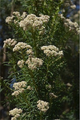 APII jpeg image of Cassinia aculeata  © contact APII