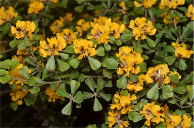 APII jpeg image of Pultenaea daphnoides  © contact APII