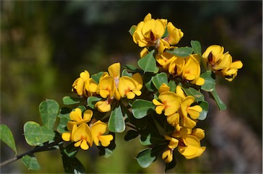 APII jpeg image of Pultenaea daphnoides  © contact APII