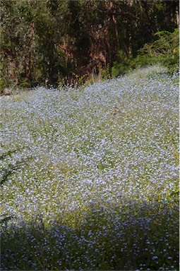 APII jpeg image of Myosotis sylvatica  © contact APII