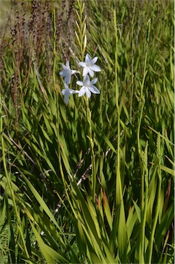 APII jpeg image of Watsonia versfeldii  © contact APII