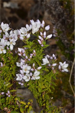 APII jpeg image of Veronica formosa  © contact APII