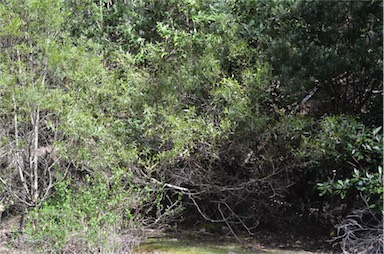 APII jpeg image of Acacia leprosa var. graveolens  © contact APII