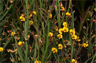 APII jpeg image of Bossiaea riparia  © contact APII