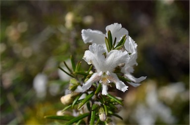 APII jpeg image of Westringia angustifolia  © contact APII