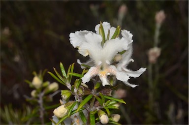 APII jpeg image of Westringia angustifolia  © contact APII