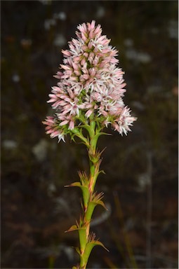 APII jpeg image of Sprengelia incarnata  © contact APII