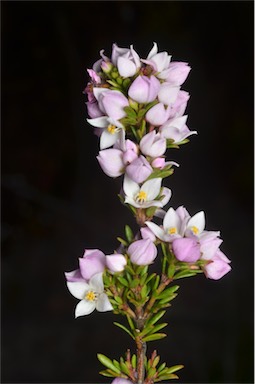 APII jpeg image of Boronia pilosa subsp. pilosa  © contact APII