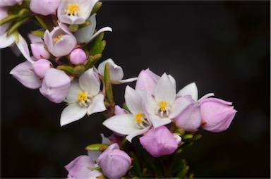 APII jpeg image of Boronia pilosa subsp. pilosa  © contact APII