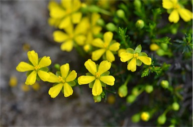 APII jpeg image of Hibbertia acicularis  © contact APII