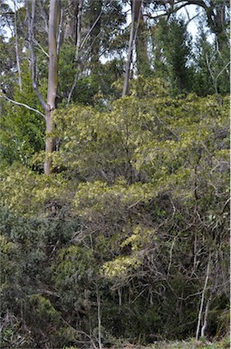 APII jpeg image of Acacia riceana  © contact APII