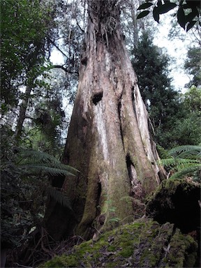 APII jpeg image of Eucalyptus regnans  © contact APII