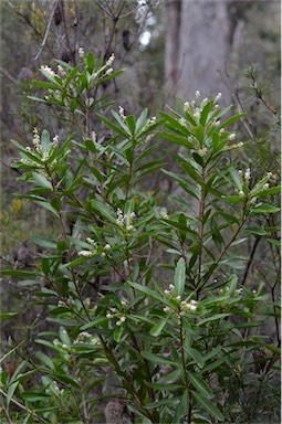 APII jpeg image of Cenarrhenes nitida  © contact APII