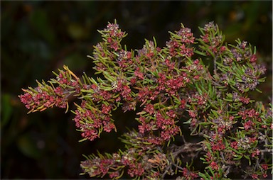 APII jpeg image of Dodonaea filiformis  © contact APII