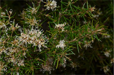 APII jpeg image of Grevillea australis  © contact APII