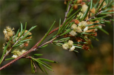 APII jpeg image of Acacia axillaris  © contact APII