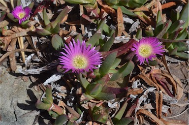 APII jpeg image of Carpobrotus rossii  © contact APII