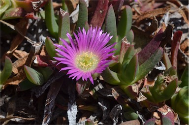 APII jpeg image of Carpobrotus rossii  © contact APII