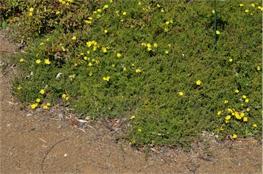 APII jpeg image of Hibbertia procumbens  © contact APII