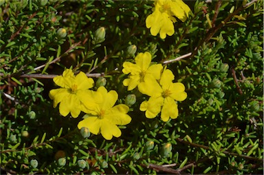 APII jpeg image of Hibbertia procumbens  © contact APII