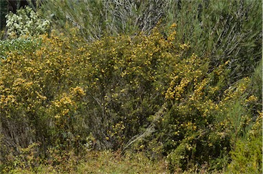 APII jpeg image of Pultenaea juniperina  © contact APII