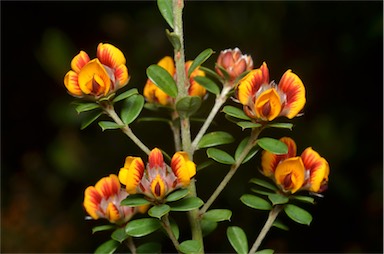 APII jpeg image of Pultenaea stricta  © contact APII