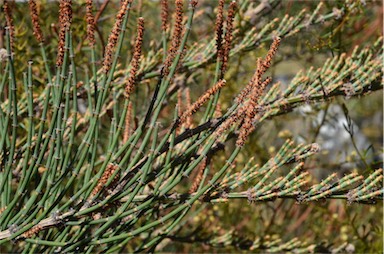 APII jpeg image of Allocasuarina crassa  © contact APII