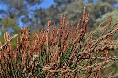 APII jpeg image of Allocasuarina crassa  © contact APII