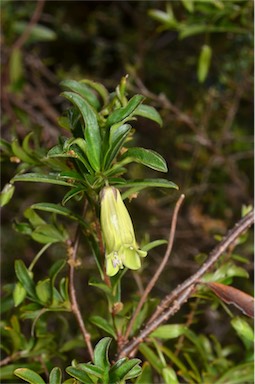 APII jpeg image of Billardiera longiflora  © contact APII