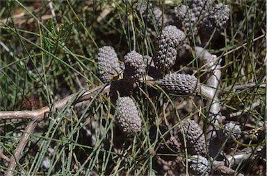 APII jpeg image of Allocasuarina monilifera  © contact APII