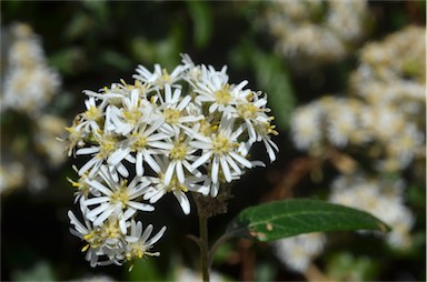 APII jpeg image of Olearia lirata  © contact APII