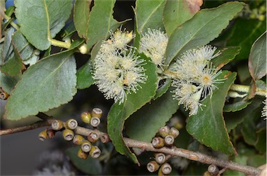 APII jpeg image of Eucalyptus crenulata  © contact APII