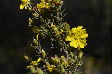 APII jpeg image of Hibbertia riparia  © contact APII