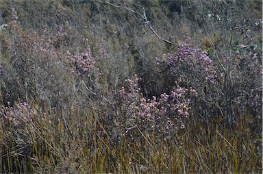 APII jpeg image of Melaleuca squamea  © contact APII