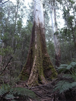 APII jpeg image of Eucalyptus regnans  © contact APII