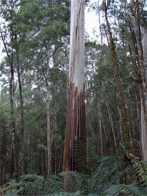 APII jpeg image of Eucalyptus regnans  © contact APII