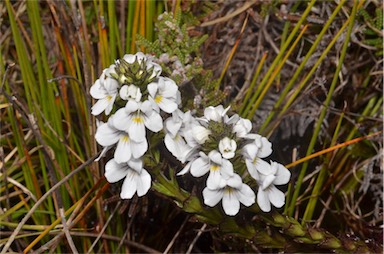 APII jpeg image of Euphrasia striata  © contact APII