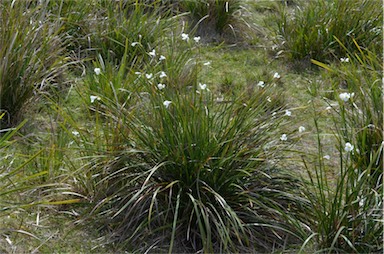 APII jpeg image of Diplarrena moraea  © contact APII