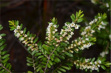 APII jpeg image of Thryptomene micrantha  © contact APII