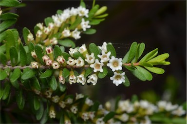 APII jpeg image of Thryptomene micrantha  © contact APII