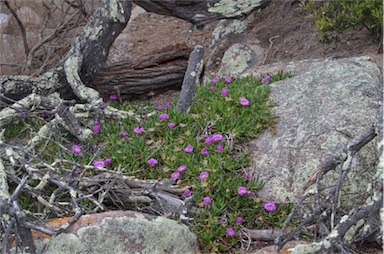 APII jpeg image of Carpobrotus rossii  © contact APII