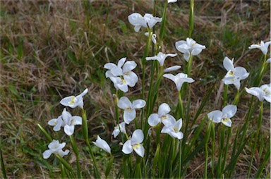 APII jpeg image of Diplarrena moraea  © contact APII