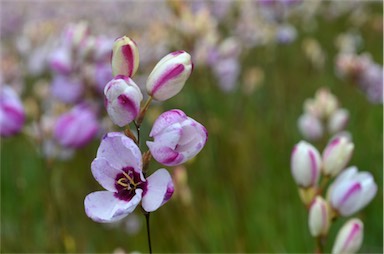 APII jpeg image of Ixia maculata  © contact APII