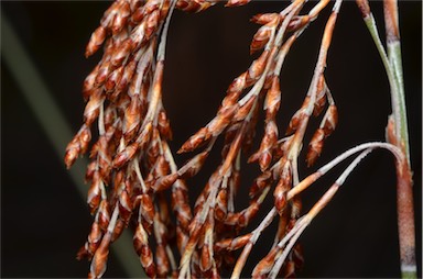 APII jpeg image of Leptocarpus tenax  © contact APII