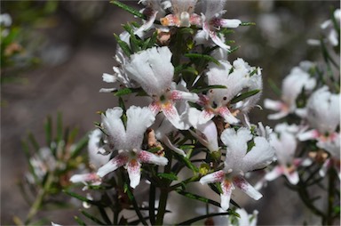 APII jpeg image of Westringia angustifolia  © contact APII