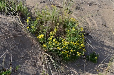 APII jpeg image of Senecio pinnatifolius var. maritimus  © contact APII