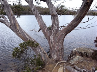 APII jpeg image of Eucalyptus coccifera  © contact APII