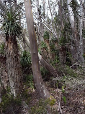 APII jpeg image of Richea pandanifolia  © contact APII