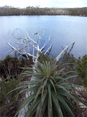 APII jpeg image of Richea pandanifolia  © contact APII