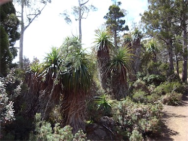 APII jpeg image of Richea pandanifolia  © contact APII